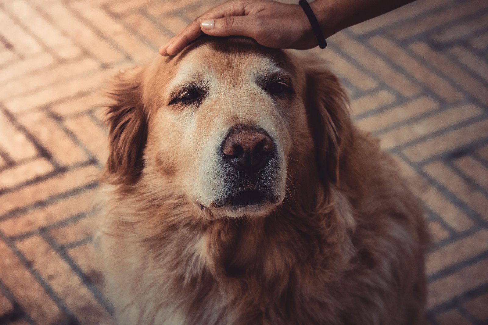 Senior golden retriever being gently stroked on the head