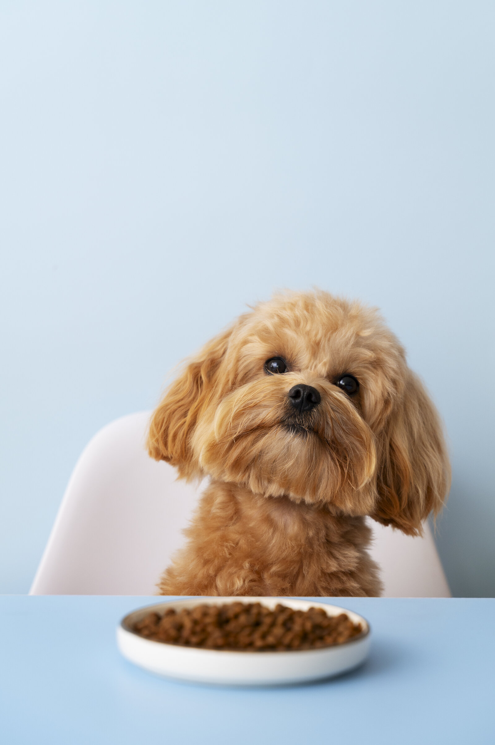 Close-up of a dog eating from its bowl