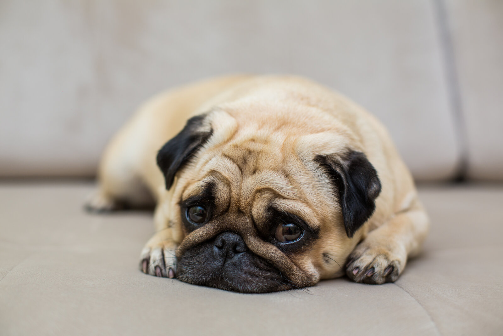 Pug resting on a wooden floor