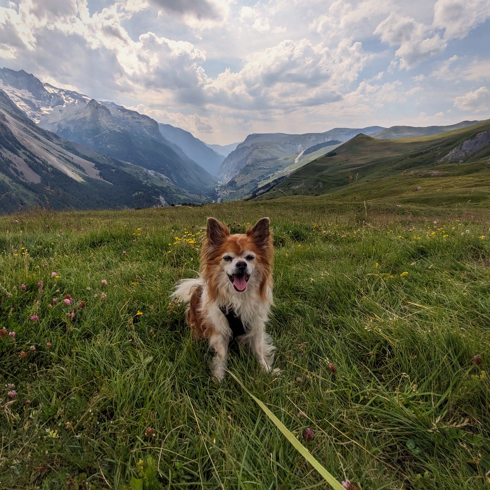 Milo in de bergen