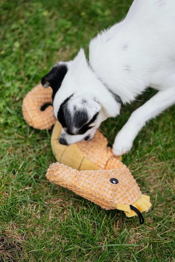 Dog playing with toy