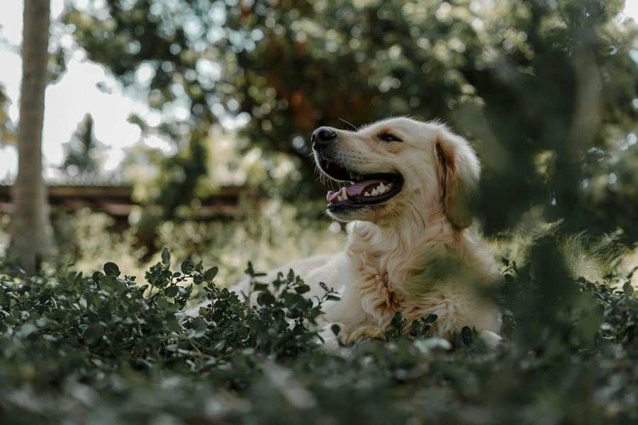 Happy golden retriever