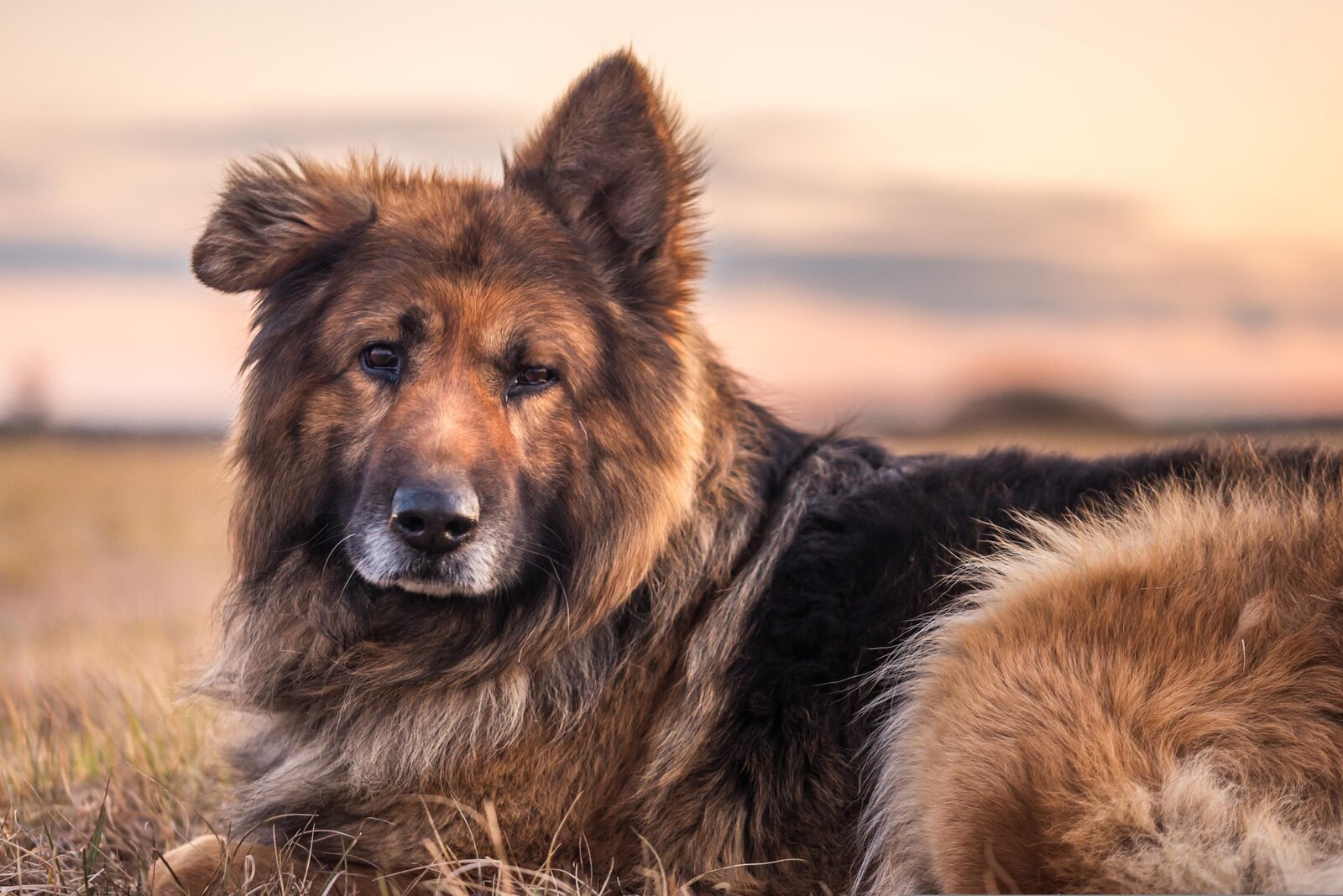 Oudere hond in avondlicht